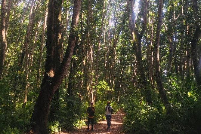 Jozani Forest Tour - Booking Details and Flexibility
