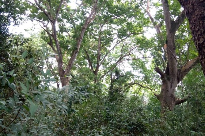 Jozani Forest Tour - Tips for a Great Visit