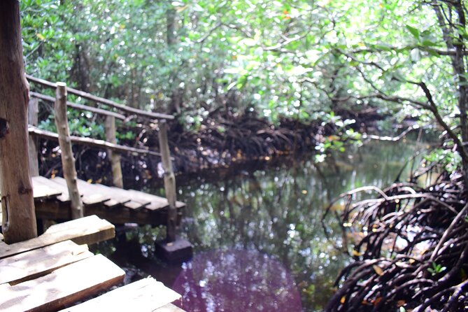 Jozani Forest Tour - Wildlife and Vegetation