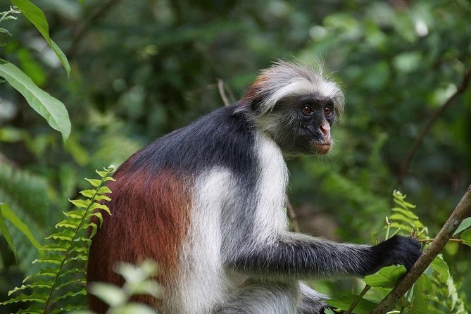 Jozani Forest Tour - Transport and Guides