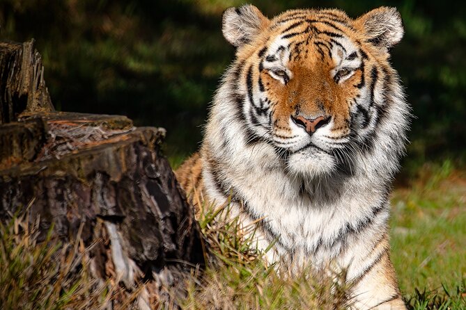 Jukani Wildlife Sanctuary Admission With Guided Tour - Overview of Jukani Wildlife Sanctuary