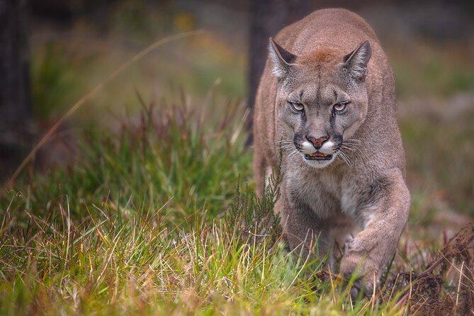 Jukani Wildlife Sanctuary Admission With Guided Tour - Sanctuary Location and Accessibility