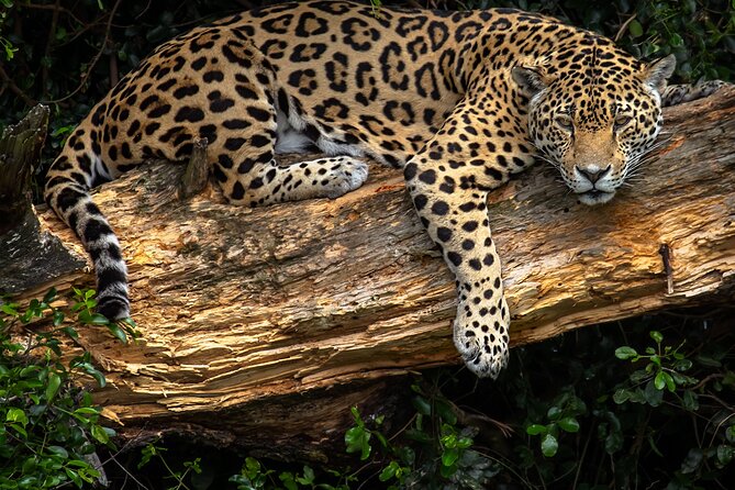 Jukani Wildlife Sanctuary Admission With Guided Tour - Guided Tour Highlights