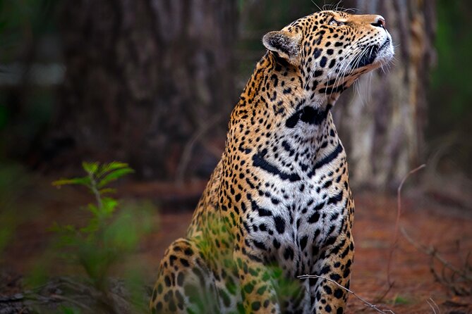 Jukani Wildlife Sanctuary Admission With Guided Tour - Group Size and Tour Times