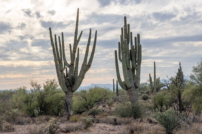 Jumping Cholla (Choya) Jeep Tour - Booking and Reservation Information