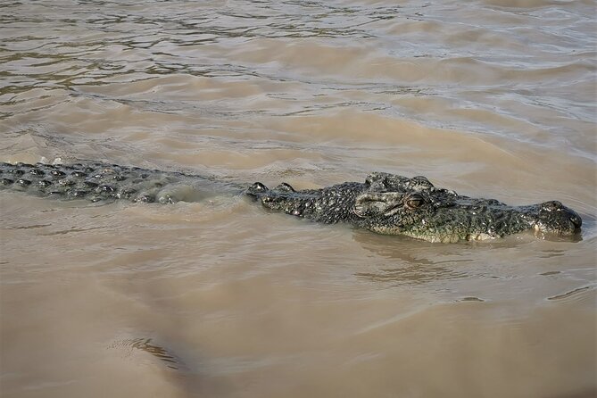 Jumping Croc Cruise, Berry Springs, Fogg Dam & Humpty Doo Pub - Saltwater Crocodile Encounters