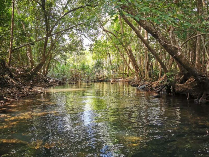 Jumping Croc Cruise, Berry Springs,Fogg Dam & Humpty Doo Pub - An In-Depth Look at the Tour Experience