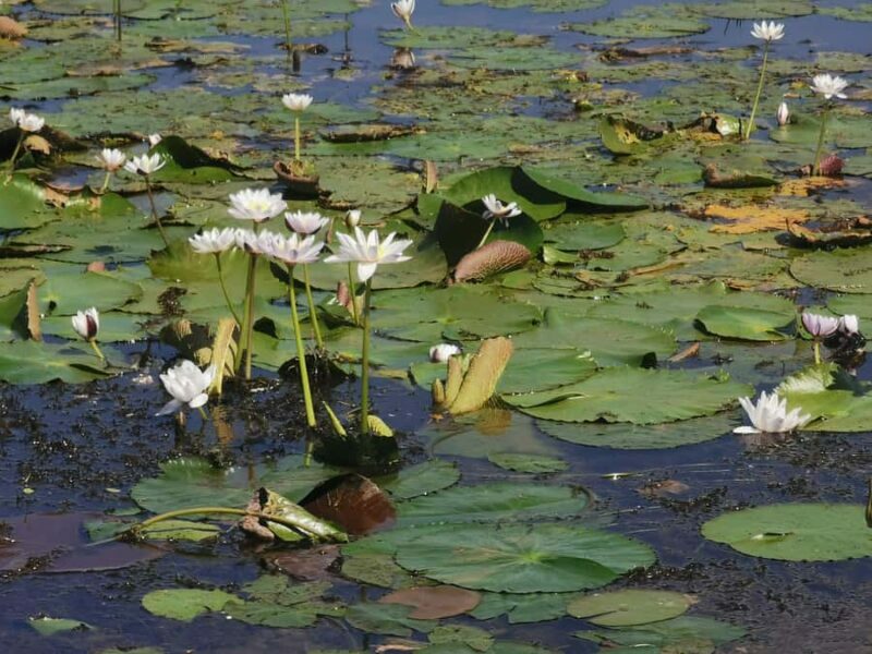 Jumping Croc Cruise, Berry Springs,Fogg Dam & Humpty Doo Pub - Frequently Asked Questions