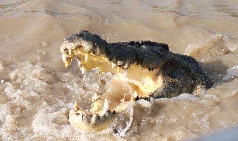 Jumping Croc Cruise, Berry Springs,Fogg Dam & Humpty Doo Pub - Adelaide River