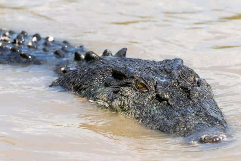 Jumping Crocodile Cruise from Darwin Half-Day Scenic Trip - A Deep Dive into the Experience