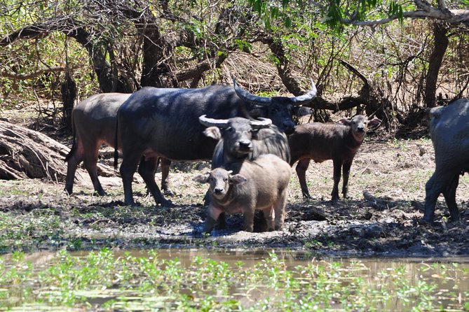Jumping Crocodile Cruise With Lunch - Additional Information