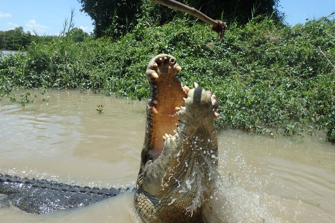 Jumping Crocodile Cruise With Lunch - Crocodile Encounter