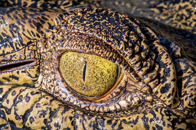 Jumping Crocodile Experience - Group Size and Guides
