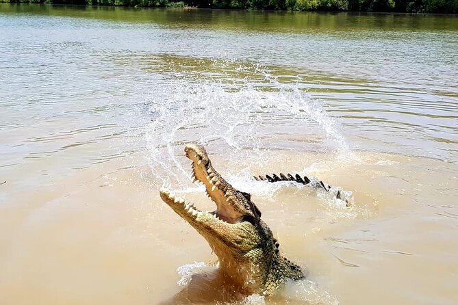 Jumping Crocodile Experience - Traveler Reviews Highlights