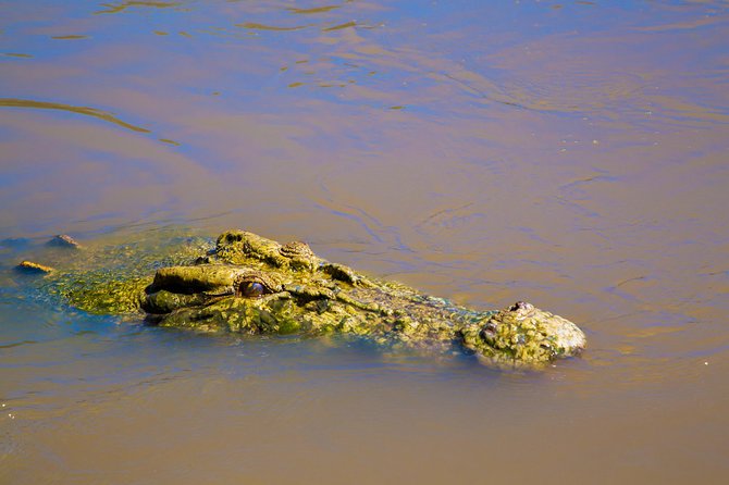 Jumping Crocs & Nature Adventure Cruise From Darwin - Key Points