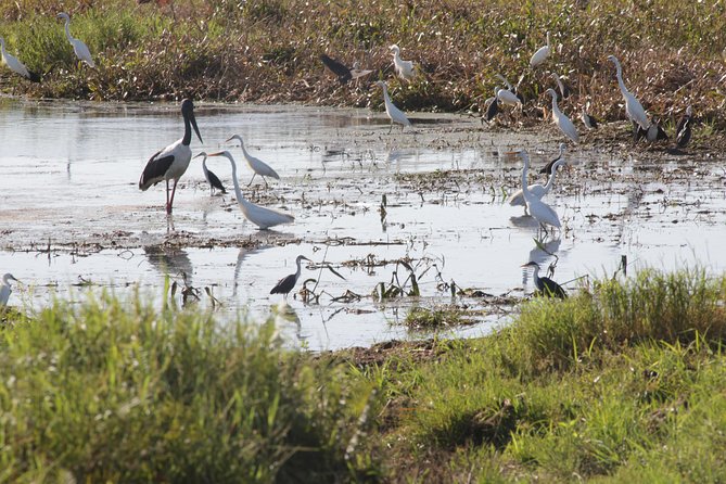 Jumping Crocs & Nature Adventure Cruise From Darwin - Crocodile Spotting on the River