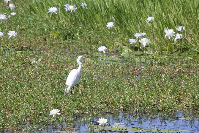 Jumping Crocs & Nature Adventure Cruise From Darwin - Wetlands Ecosystems and Observations