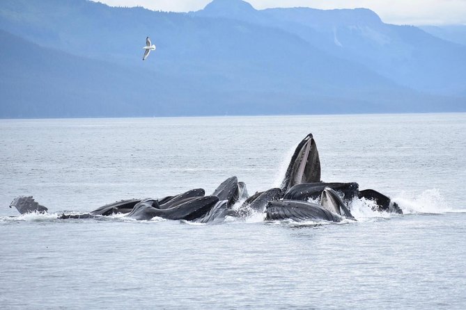 Juneau by Land & Sea - Tour Highlights and Activities