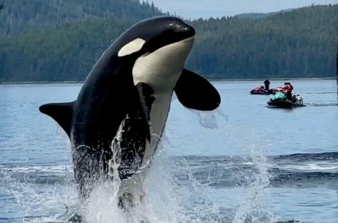 Juneau Jetski & Whale Adventure - FAQ