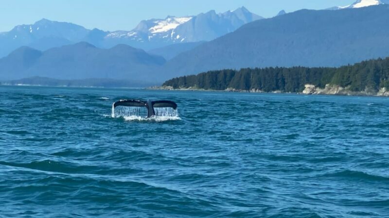 Juneau: Mendenhall Glacier Waterfall & Whale Watching Tour - Who Should Consider This Tour?