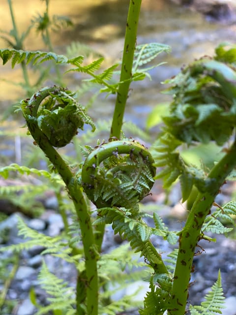 Juneau: Rainforest Photo Safari on a Segway - Exploring Secluded Locations
