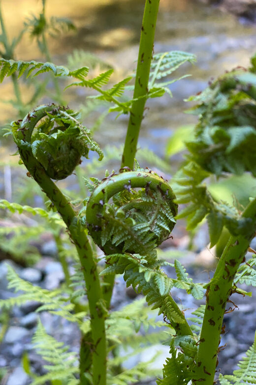 Juneau: Rainforest Photo Safari on a Segway - Key Points