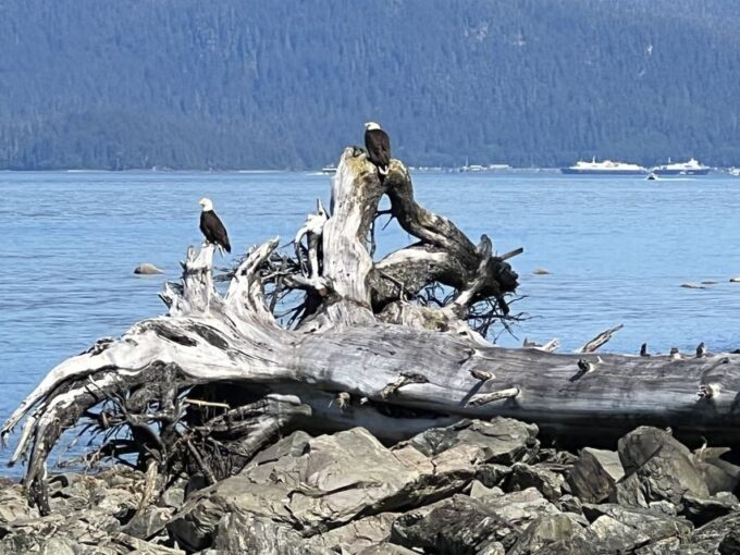 Juneau: Rainforest Photo Safari on a Segway - Cancellation Policy
