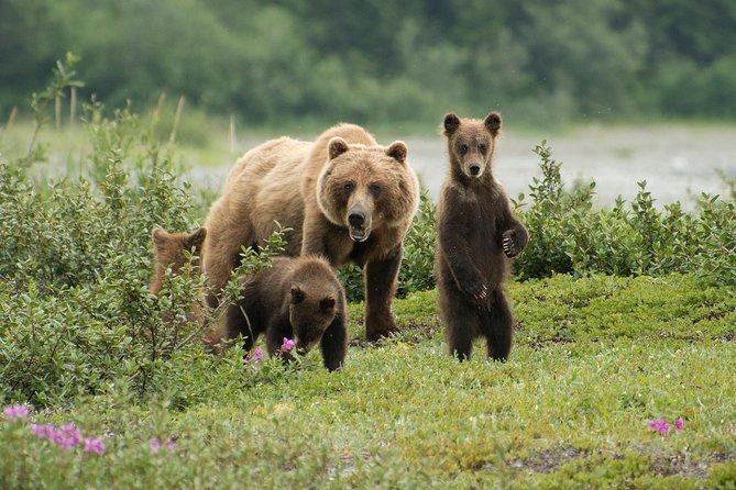 Juneau Shore Excursion: Fortress of the Bears Pack Creek - Key Points
