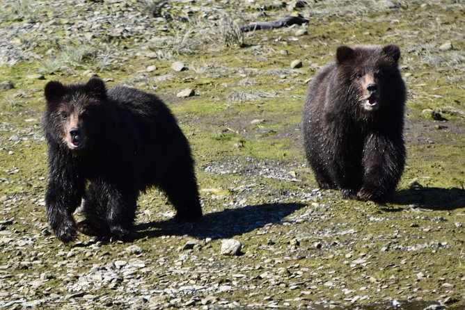 Juneau Shore Excursion: Fortress of the Bears Pack Creek - Tour Details
