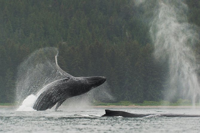 Juneau Shore Excursion: Paddle With Whales! Kayak Adventure - Key Points