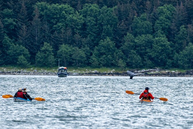Juneau Shore Excursion: Paddle With Whales! Kayak Adventure - Meeting and Pickup