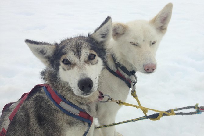 Juneau Shore Excursions: Juneau Helicopter Tour & Dogsledding Experience - Meeting & Pickup