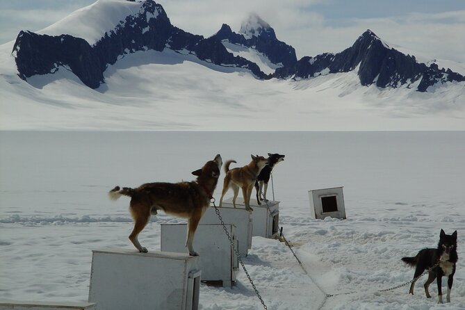 Juneau Shore Excursions: Juneau Helicopter Tour & Dogsledding Experience - Tour Details