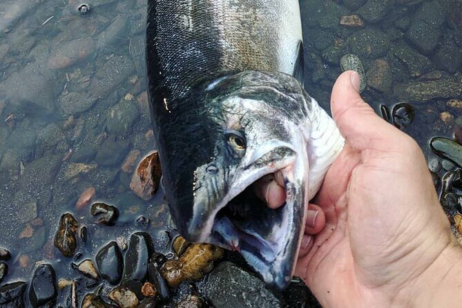 Juneau Shore Fishing Shuttle and Gear - Key Points