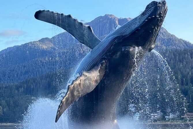 Juneau Top Sight Seeing Private Tour - Key Points