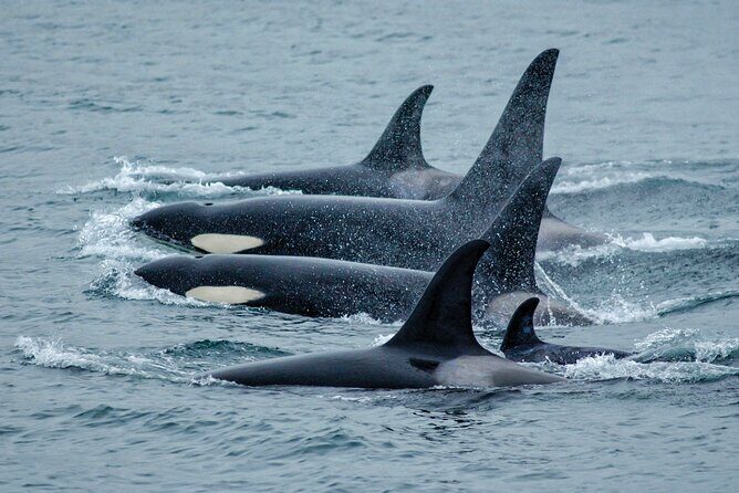 Juneau Whale Watch Adventure - Key Points