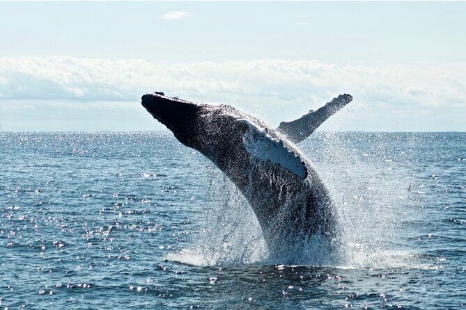 Juneau Whale Watch Adventure - The Itinerary: What to Expect From Start to Finish