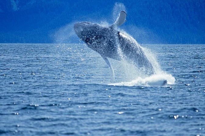 Juneau Whale Watch Adventure - The Sum Up: Why Choose the Juneau Whale Watch Adventure?