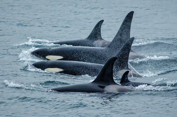 Juneau Whale Watch Adventure - FAQ