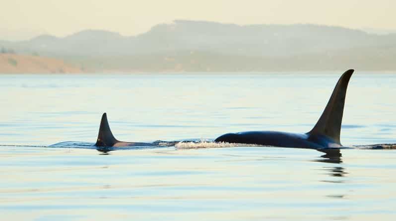 Juneau: Whale Watching and Mendenhall Glacier Day Trip - Introduction: What the Tour Offers and Who It’s For