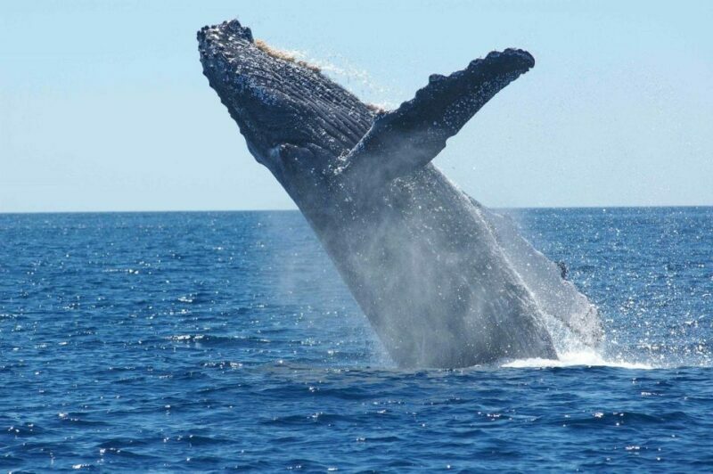 Juneau: Whale Watching and Mendenhall Glacier Day Trip - What Makes This Tour Stand Out?