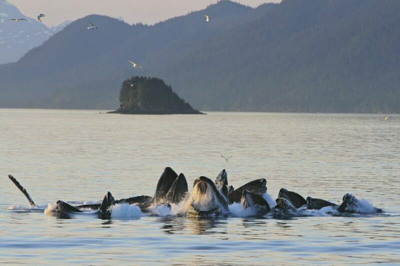 Juneau: Whale Watching and Mendenhall Glacier Day Trip - Final Thoughts: Is This Tour for You?
