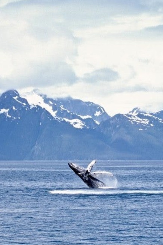 Juneau: Whale Watching and Mendenhall Glacier Day Trip - Mendenhall Glacier Adventure