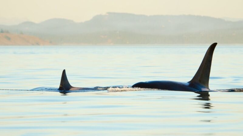 Juneau: Whale Watching and Mendenhall Glacier Day Trip - Whale Watching Cruise