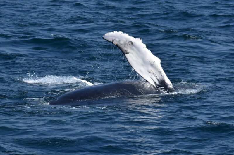Juneau: Whale Watching and Mendenhall Glacier Day Trip - Transportation and Meeting Details