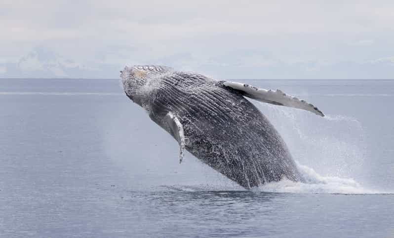 Juneau: Whale Watching and Wildlife Cruise With Local Guide - Preparing for Your Whale Watching Adventure