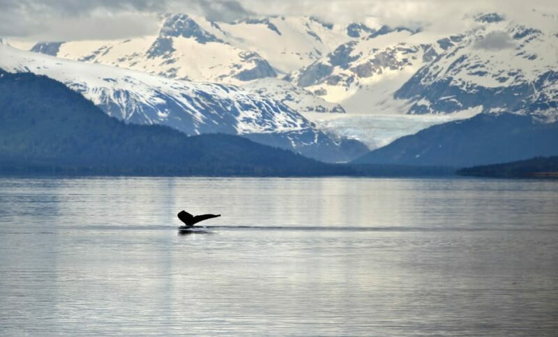 Juneau: Whale Watching and Wildlife Cruise with Local Guide - The Itinerary: What to Expect on Your Juneau Whale Watching Trip