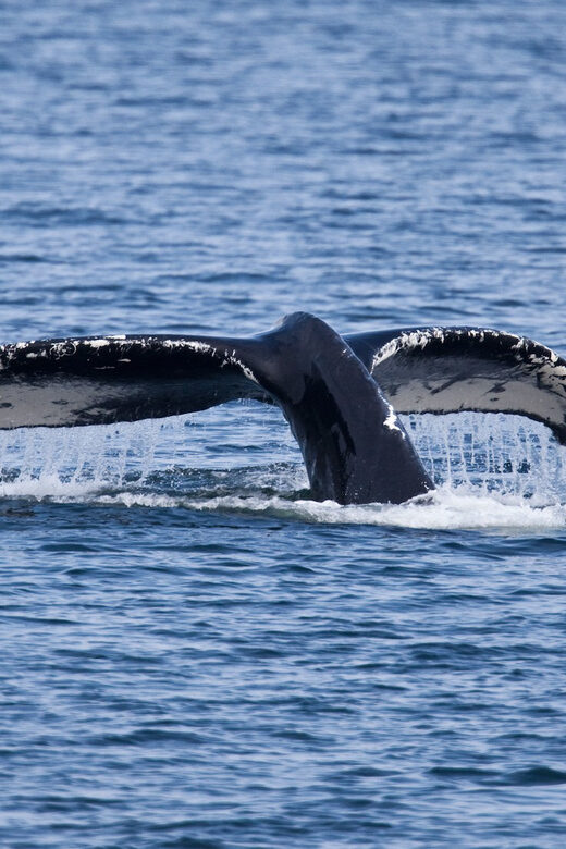 Juneau: Whale Watching and Wildlife Cruise with Local Guide - Final Thoughts