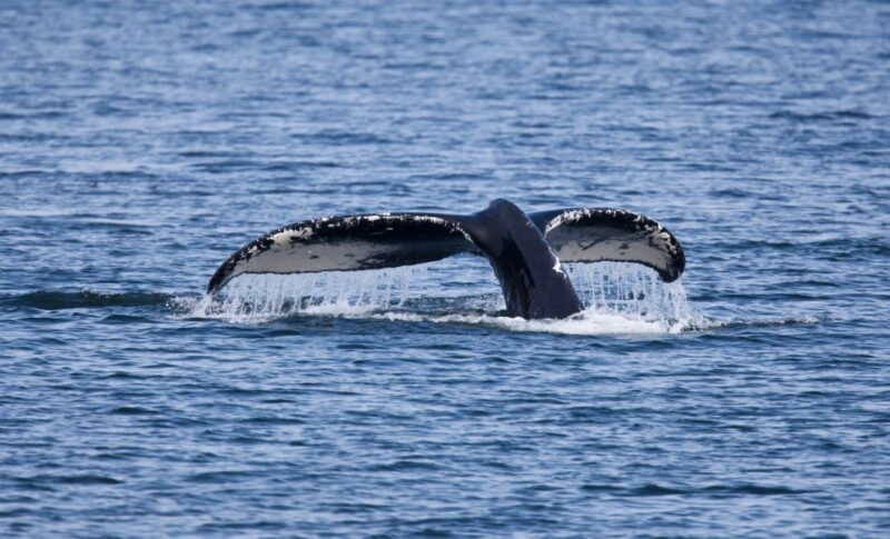 Juneau: Whale Watching and Wildlife Cruise With Local Guide - Key Points