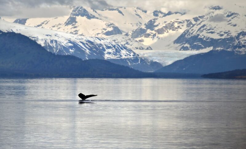 Juneau: Whale Watching and Wildlife Cruise With Local Guide - Location and Duration